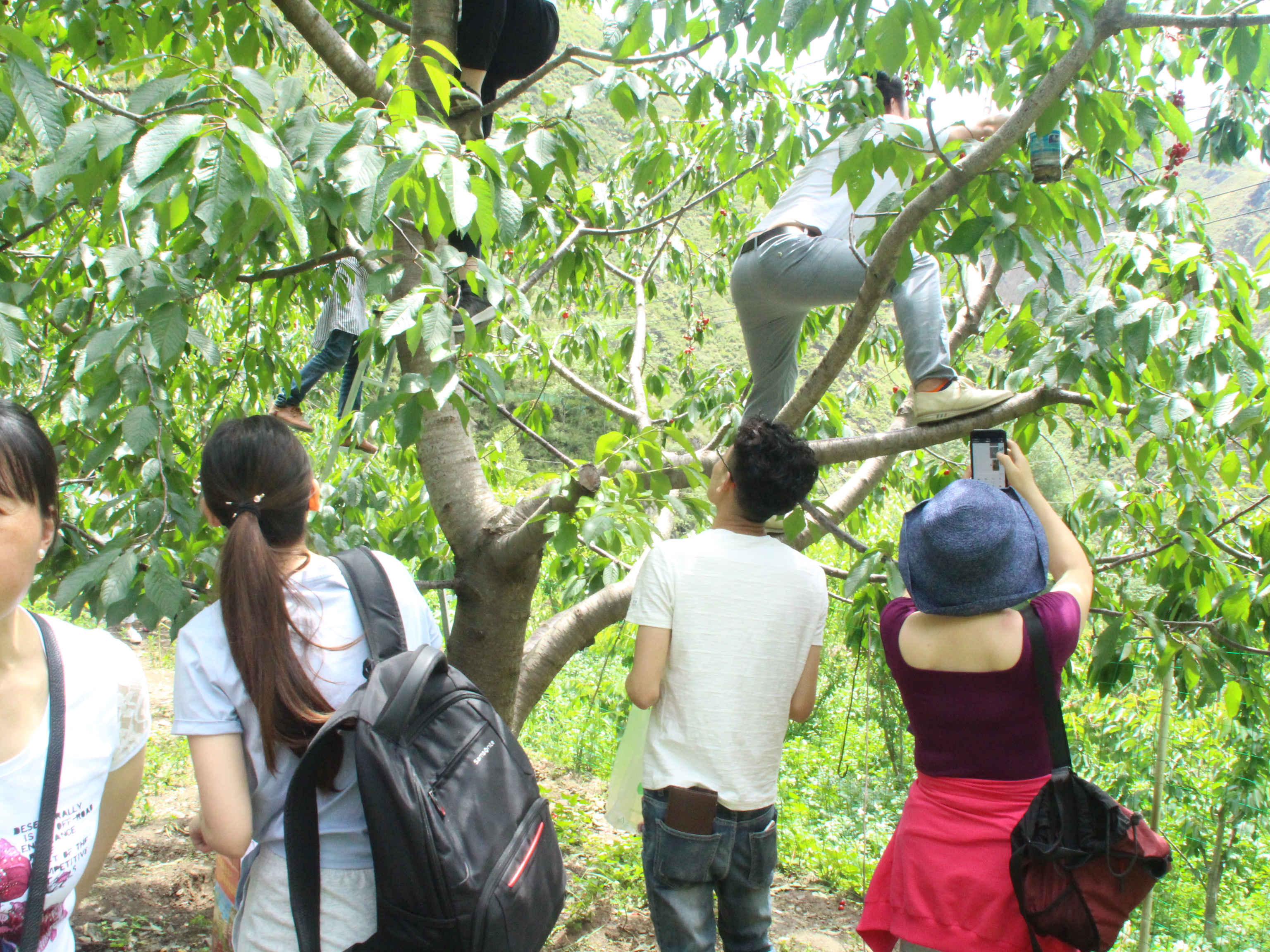 成都包裝印刷廠全體員工汶川徒步游采摘車厘子